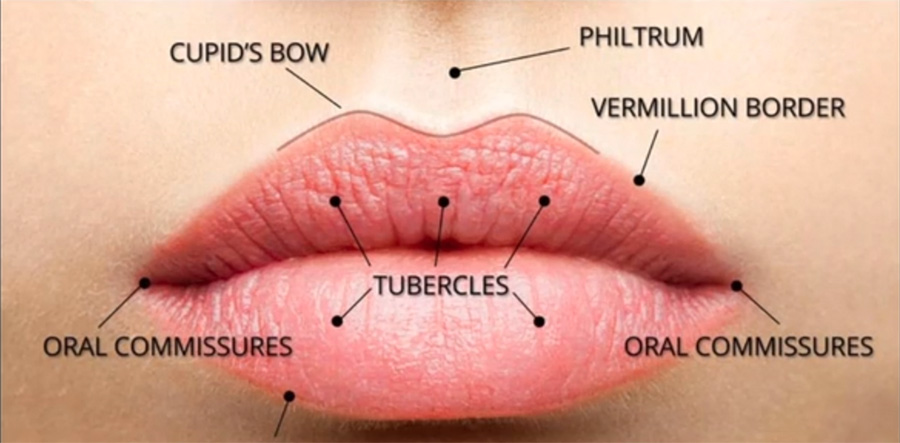 Mond Anatomie